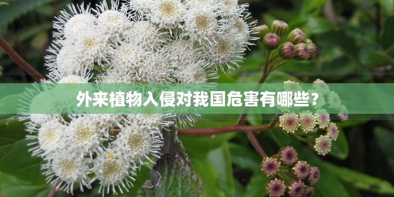 外来植物入侵对我国危害有哪些？