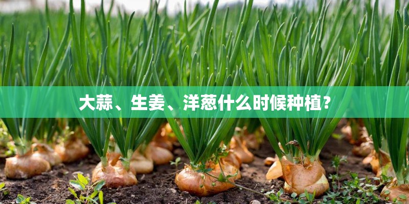大蒜、生姜、洋葱什么时候种植？