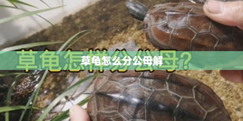草龟怎么分公母解