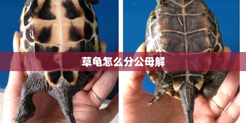 草龟怎么分公母解