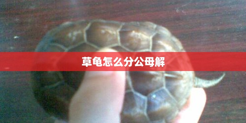 草龟怎么分公母解