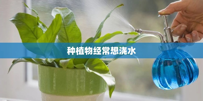 种植物经常想浇水