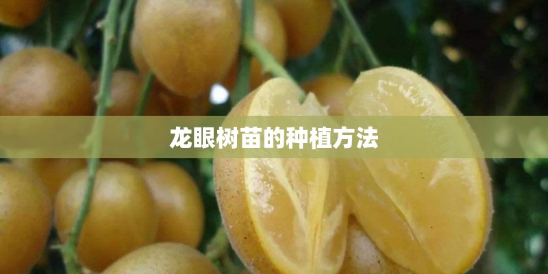 龙眼树苗的种植方法