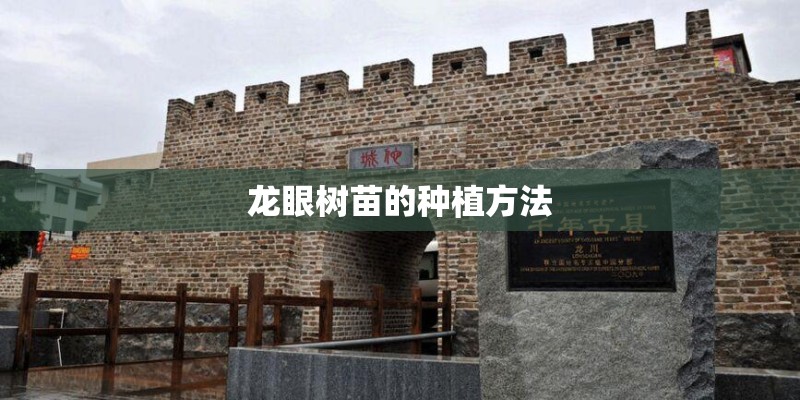龙眼树苗的种植方法