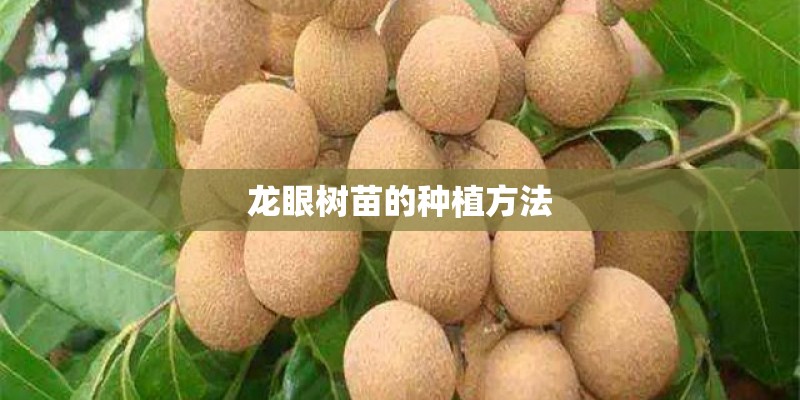 龙眼树苗的种植方法