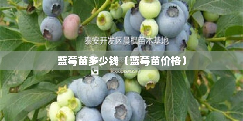 蓝莓苗多少钱（蓝莓苗价格）