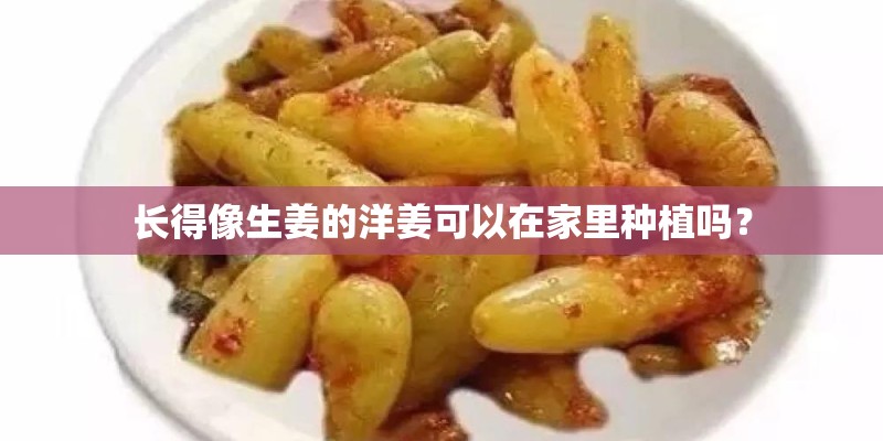 长得像生姜的洋姜可以在家里种植吗？
