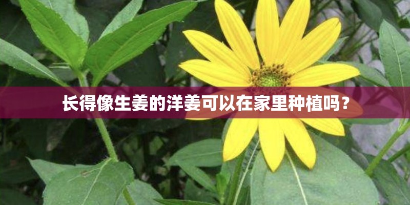 长得像生姜的洋姜可以在家里种植吗？