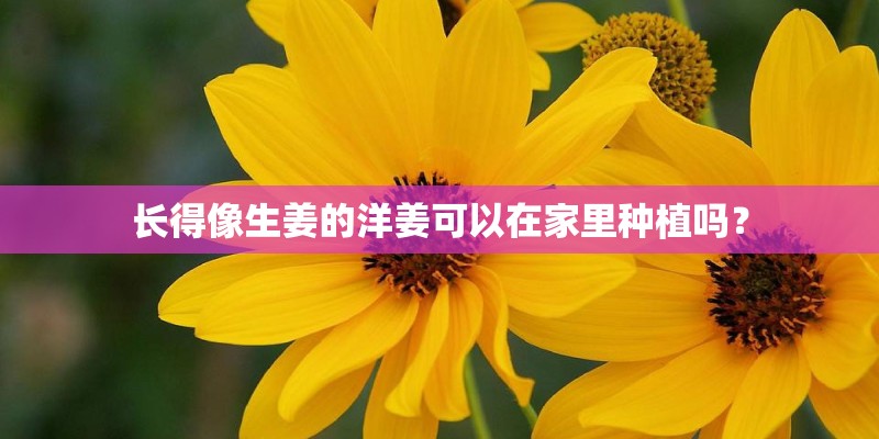 长得像生姜的洋姜可以在家里种植吗？