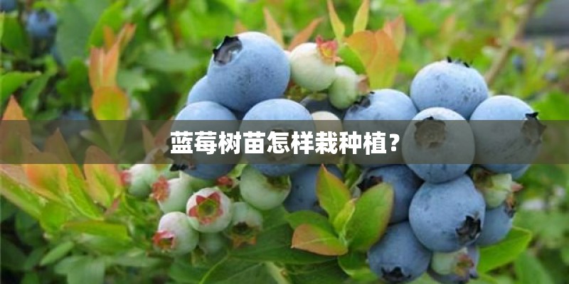 蓝莓树苗怎样栽种植？