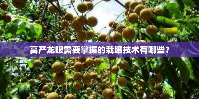 高产龙眼需要掌握的栽培技术有哪些？