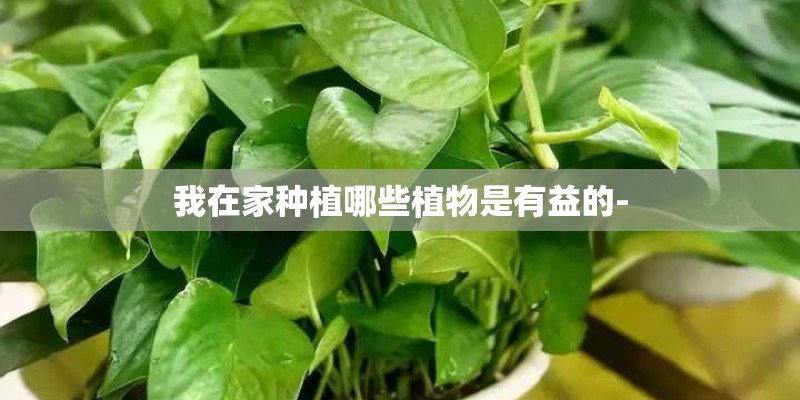 我在家种植哪些植物是有益的-