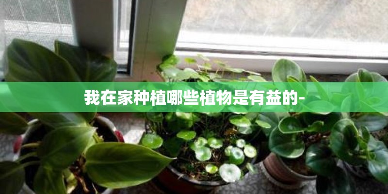我在家种植哪些植物是有益的-