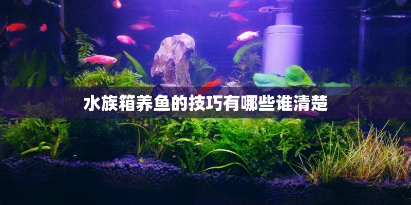 水族箱养鱼的技巧有哪些谁清楚