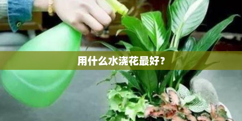 用什么水浇花最好？