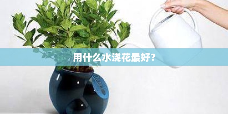 用什么水浇花最好？