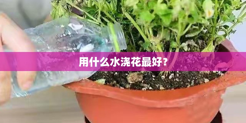 用什么水浇花最好？