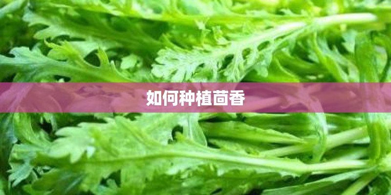 如何种植茴香