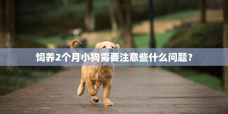 饲养2个月小狗需要注意些什么问题？