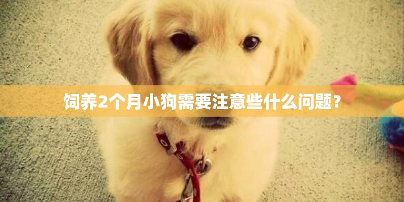 饲养2个月小狗需要注意些什么问题？