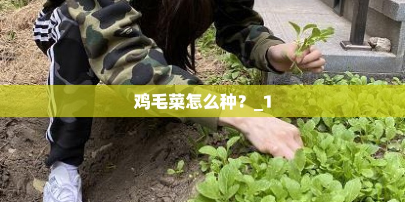 鸡毛菜怎么种？_1