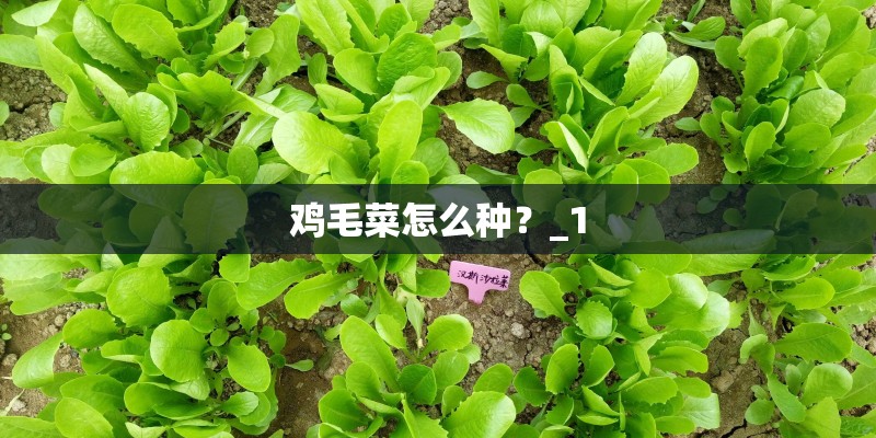 鸡毛菜怎么种？_1