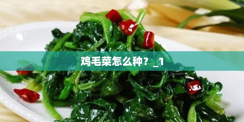 鸡毛菜怎么种？_1