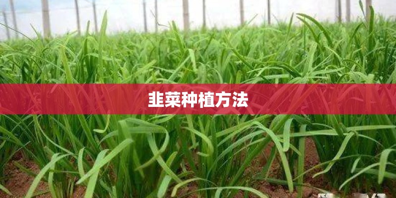 韭菜种植方法