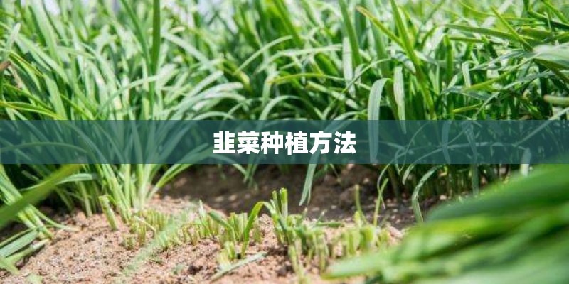 韭菜种植方法