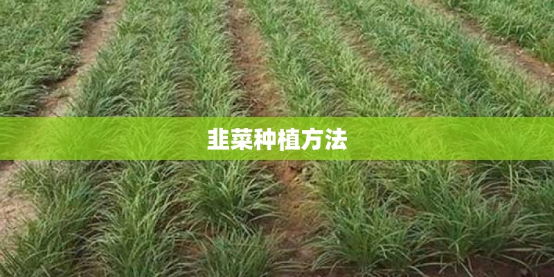 韭菜种植方法