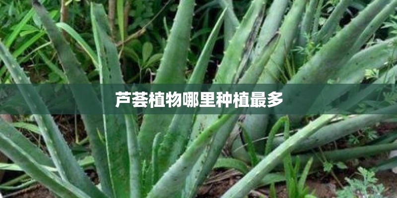 芦荟植物哪里种植最多