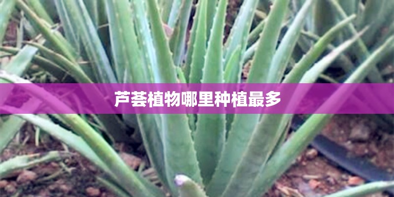 芦荟植物哪里种植最多