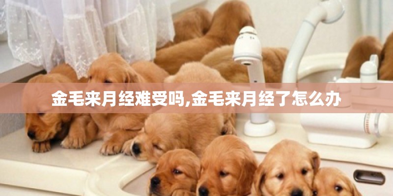金毛来月经难受吗,金毛来月经了怎么办