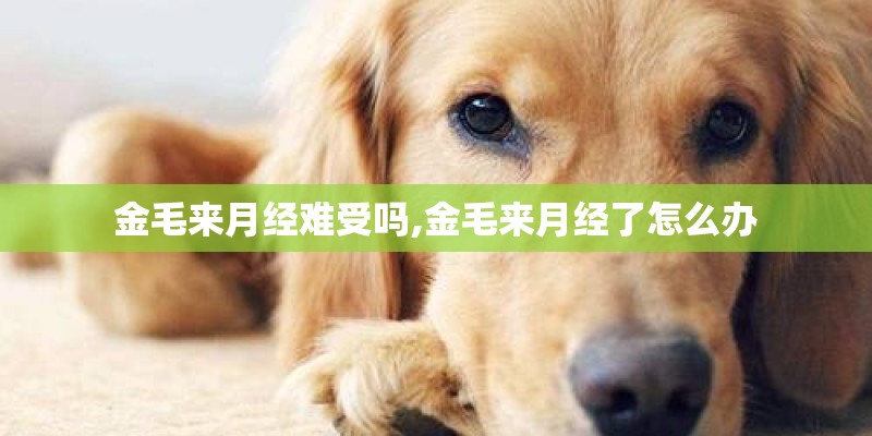 金毛来月经难受吗,金毛来月经了怎么办