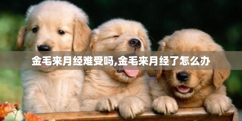 金毛来月经难受吗,金毛来月经了怎么办