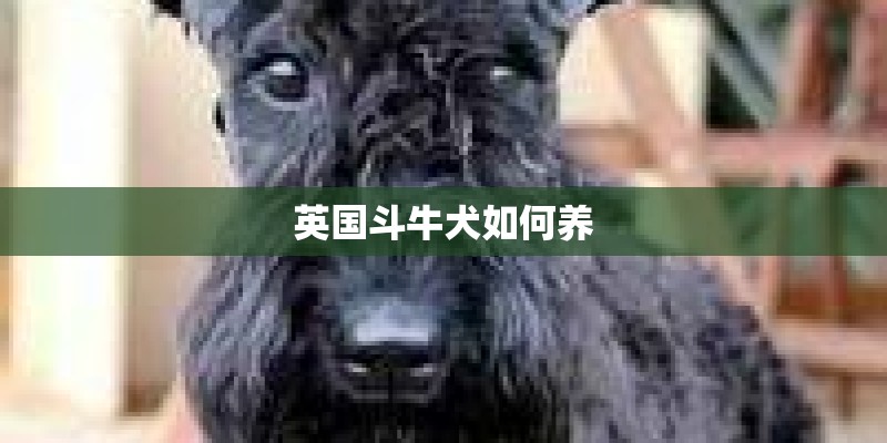 英国斗牛犬如何养