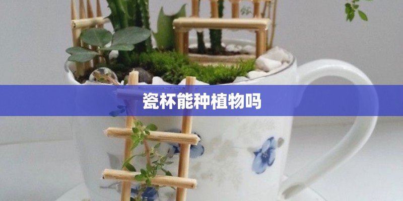 瓷杯能种植物吗