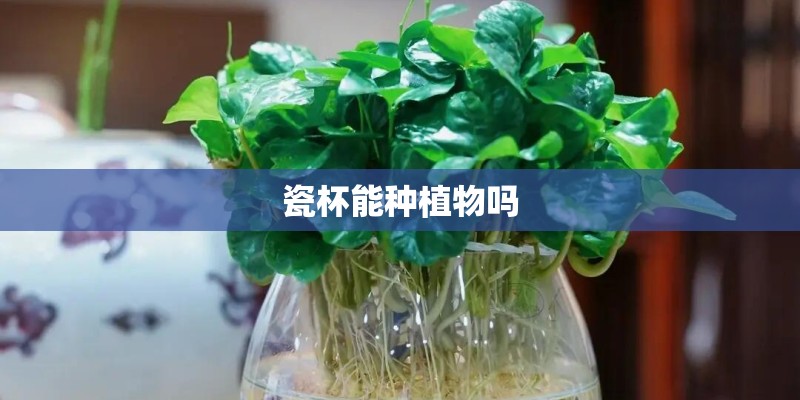 瓷杯能种植物吗