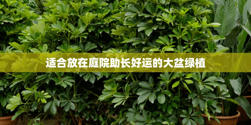 适合放在庭院助长好运的大盆绿植