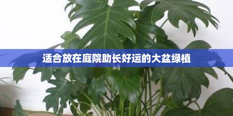 适合放在庭院助长好运的大盆绿植