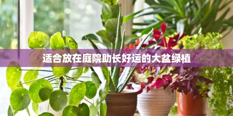 适合放在庭院助长好运的大盆绿植