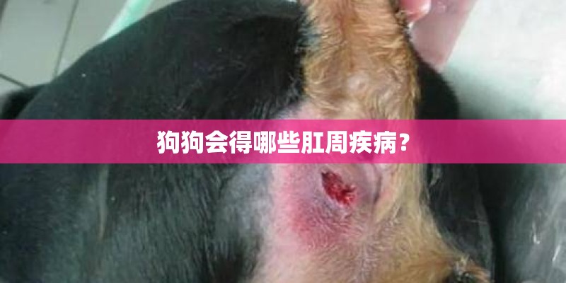 狗狗会得哪些肛周疾病？