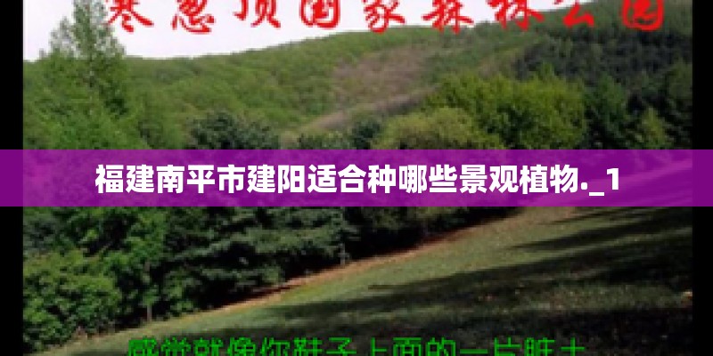 福建南平市建阳适合种哪些景观植物._1