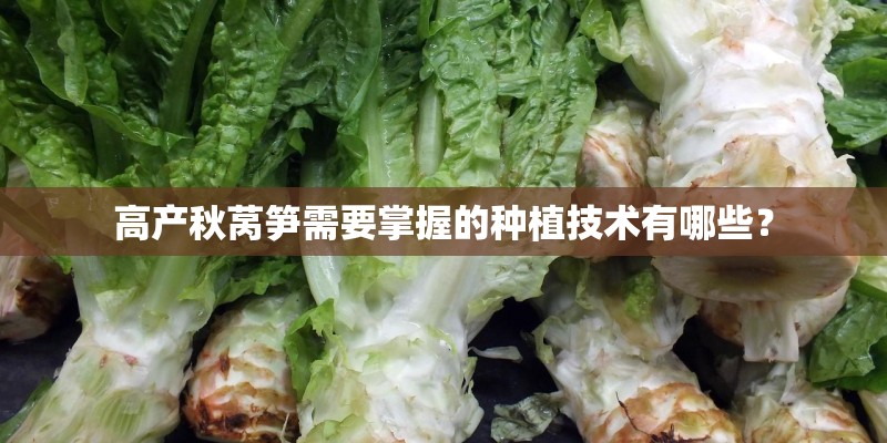 高产秋莴笋需要掌握的种植技术有哪些？