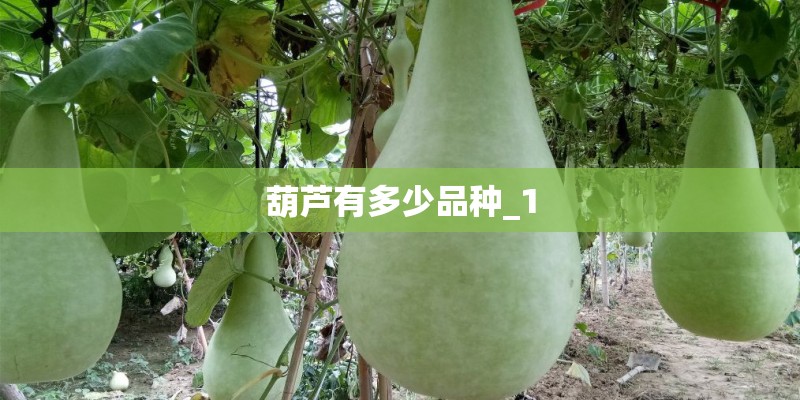葫芦有多少品种_1