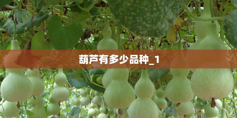 葫芦有多少品种_1