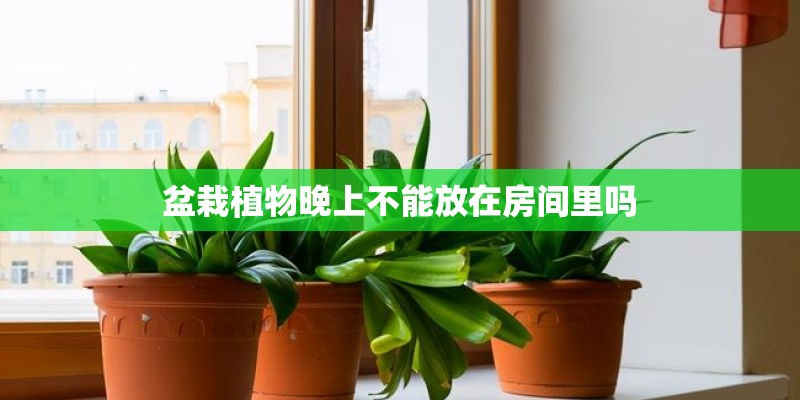 盆栽植物晚上不能放在房间里吗