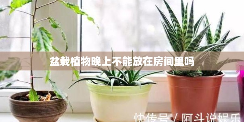盆栽植物晚上不能放在房间里吗