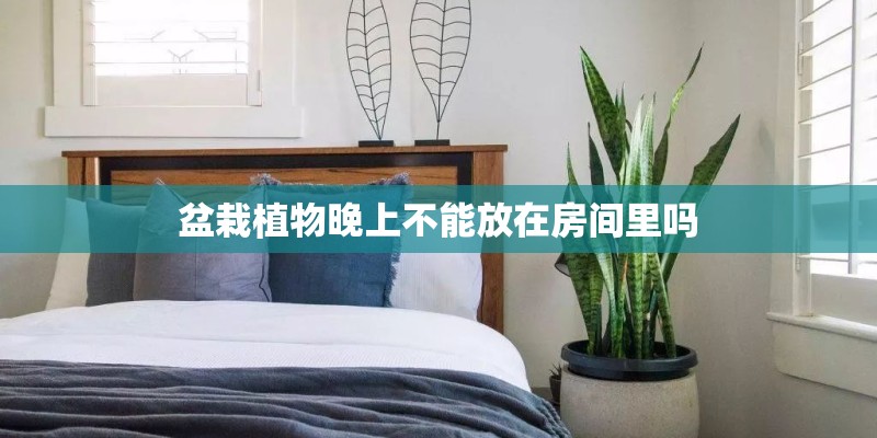 盆栽植物晚上不能放在房间里吗