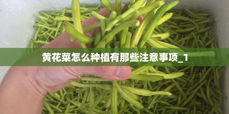 黄花菜怎么种植有那些注意事项_1
